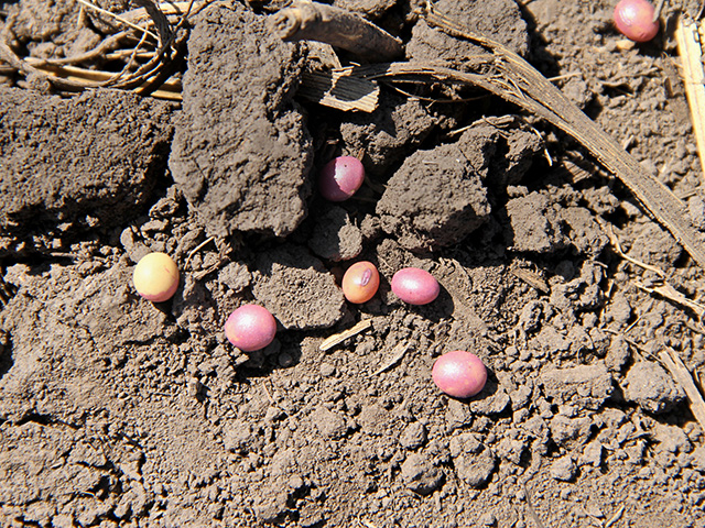 Insecticides and fungicides are added to a lot of soybean seeds before planting, but a new meta-study casts doubts on their value to farmers. (DTN photo by Pamela Smith) 